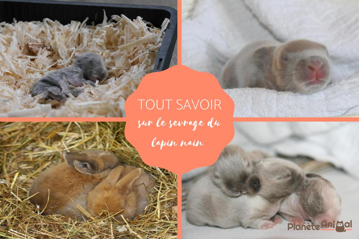 Sevrage du lapin nain - Âge, temps, durée