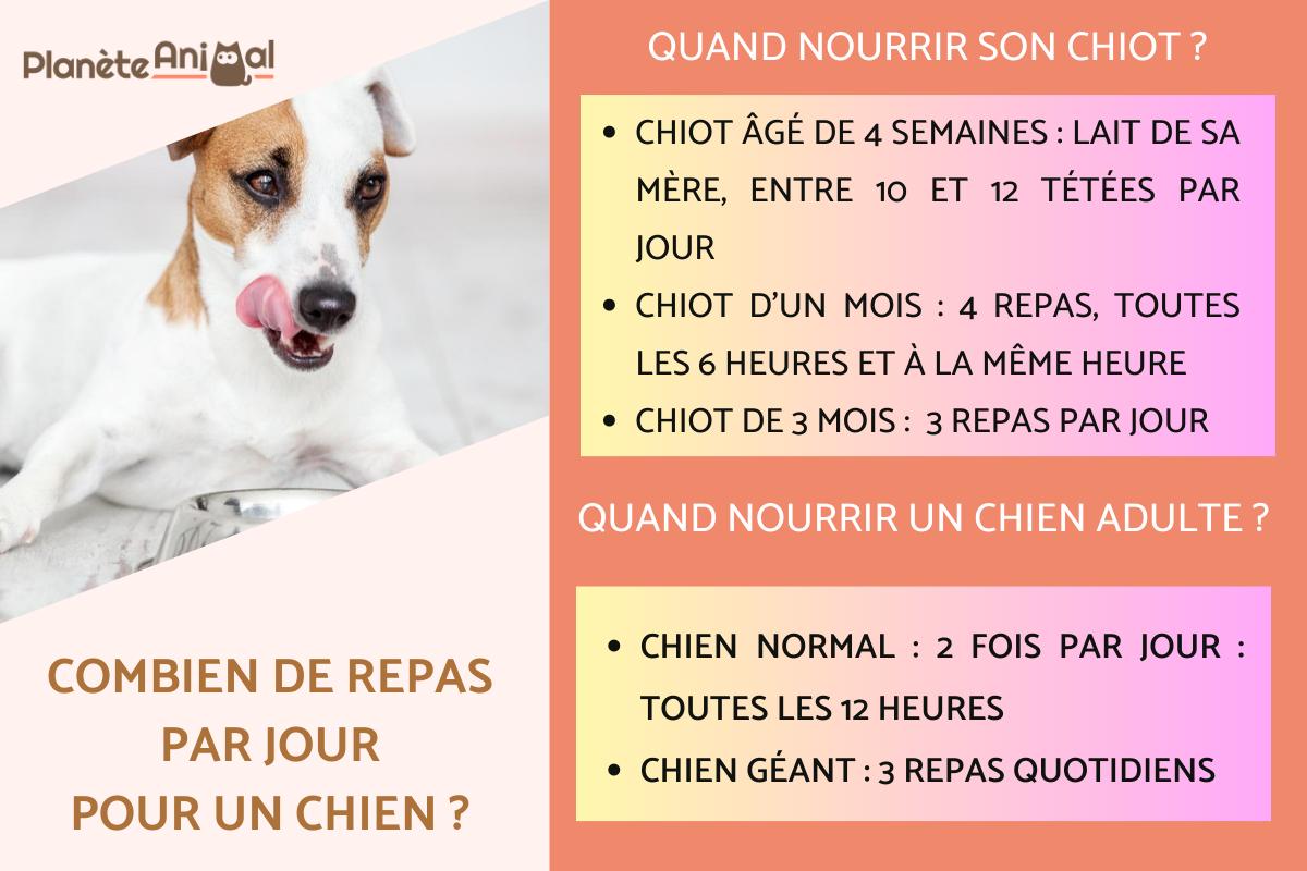 Combien de repas par jour pour un chien