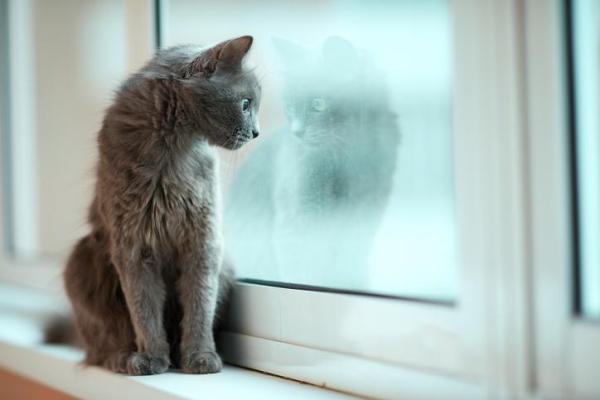 Que faire de son chat pendant les vacances ?