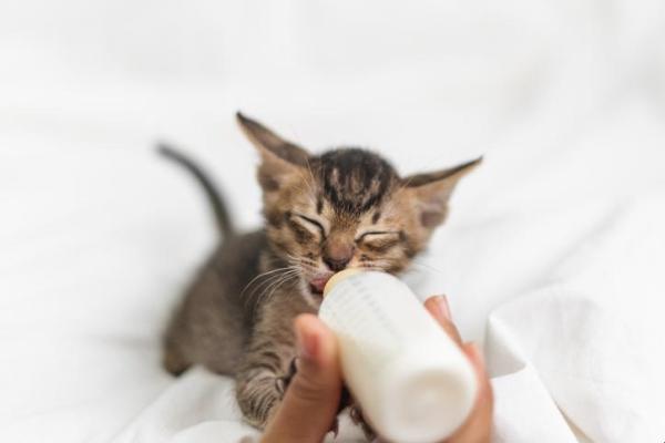 Que mange un chaton de 1 mois ?