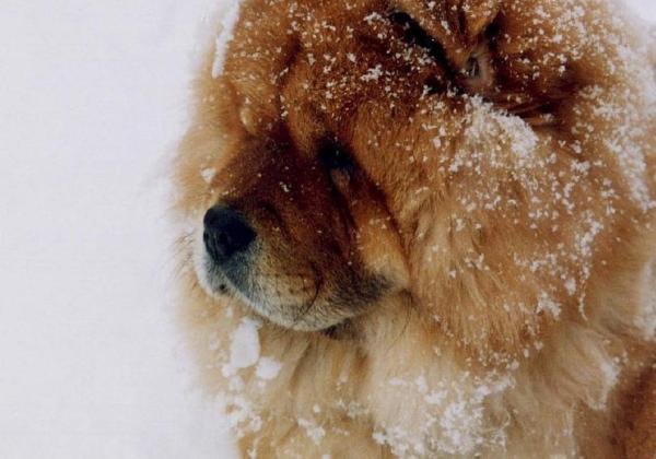Des noms japonais pour chien