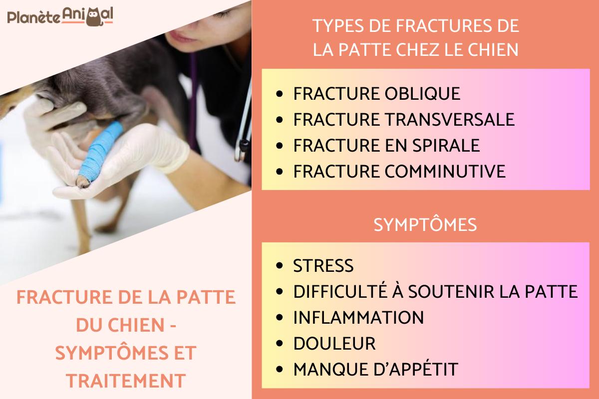 Fracture de la patte chez le chien - Symptômes et traitement