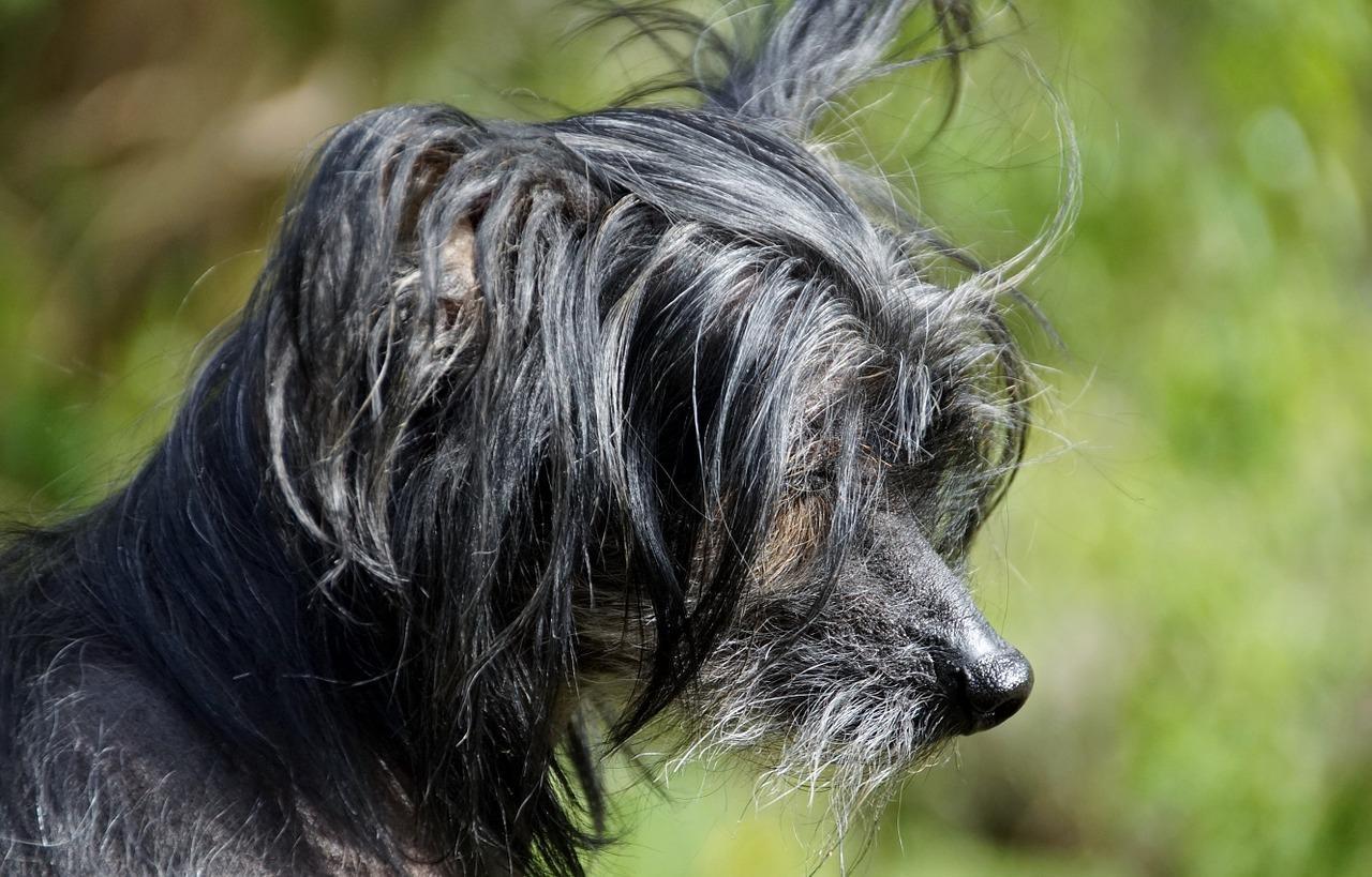 Des noms japonais pour chien — free download