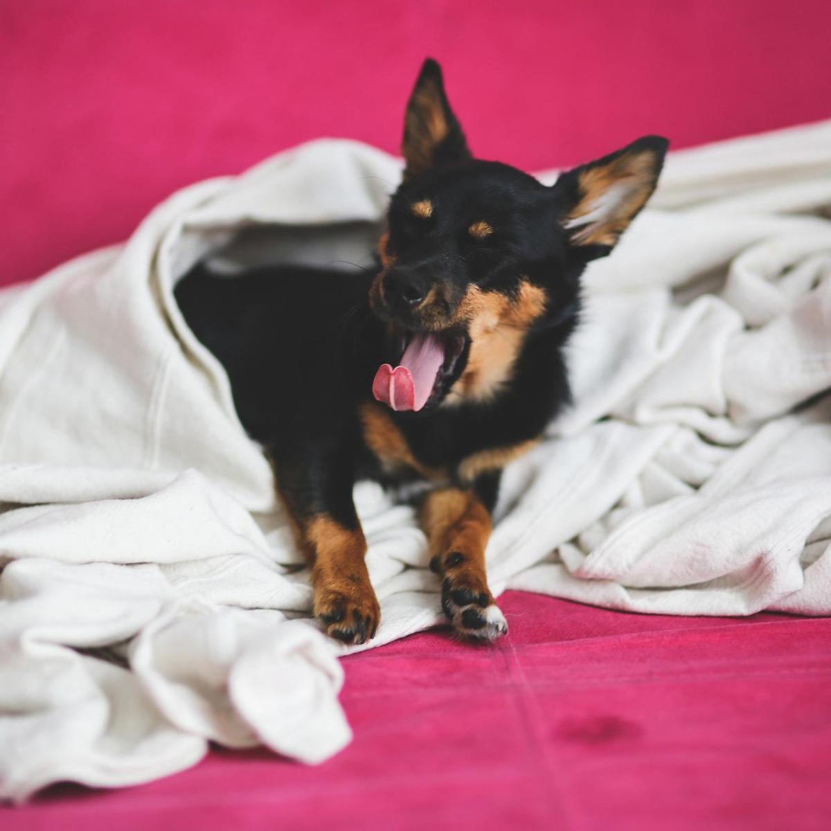 Remèdes pour lutter contre le stress de votre chien