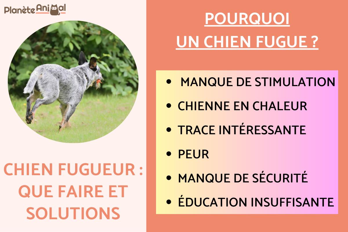 Chien fugueur : que faire et solutions