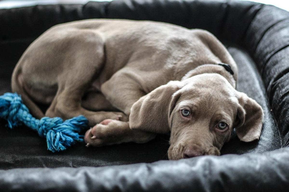Noms pour chiens gris - Mâle et Femelle