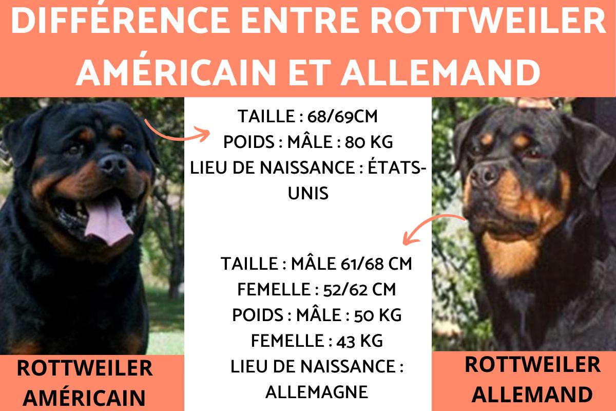 Quelle est la différence entre un Rottweiler allemand et américain ?