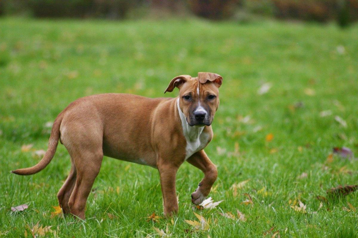 Harpagophytum pour chien - Dosage, utilisations et contre-indications