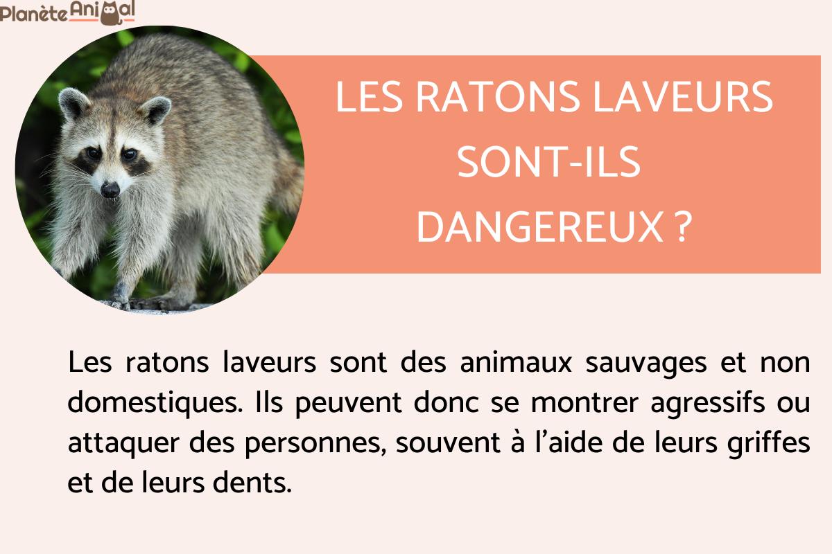 Les ratons laveurs sont-ils dangereux