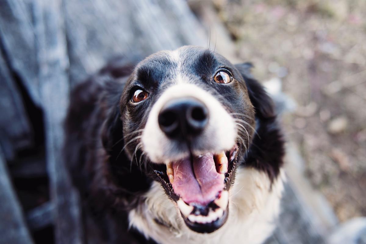 Ostéosarcome chez le chien