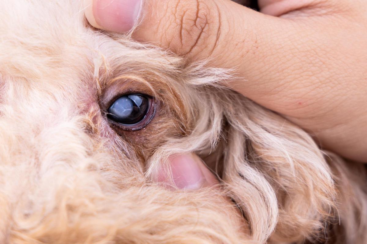 Luxation du cristallin chez le chien - Traitement et chirurgie