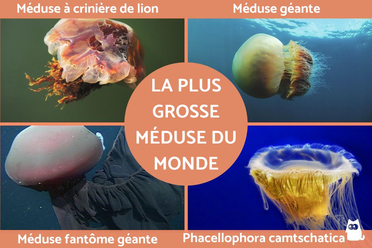 Plus grosse méduse du monde