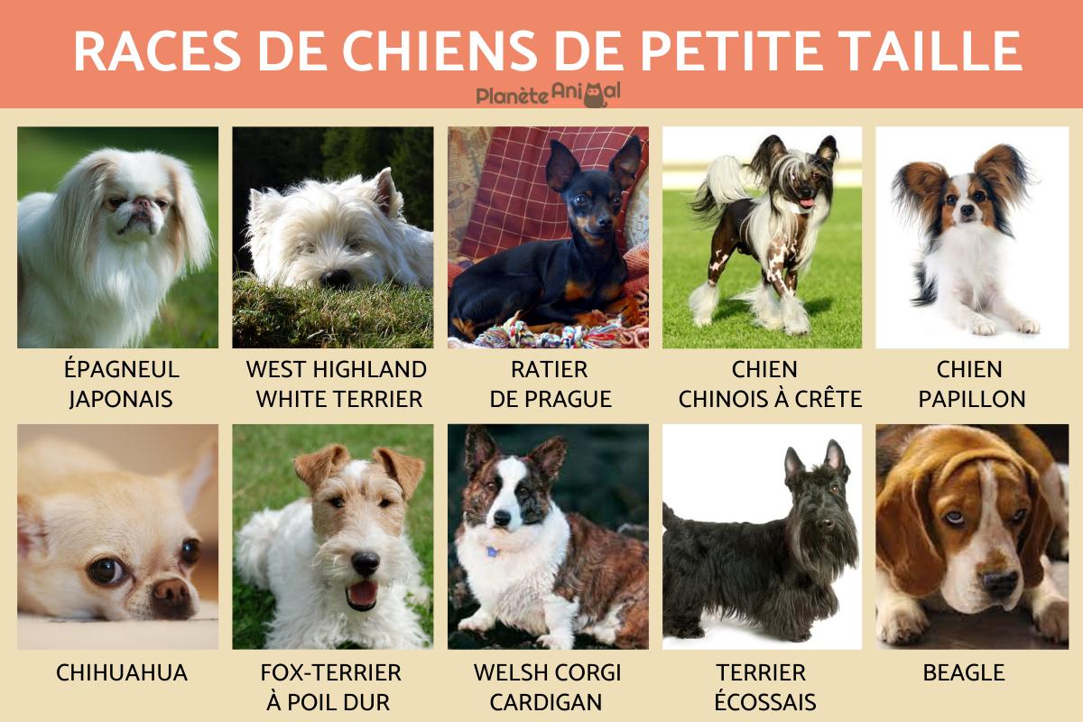 20 races de chiens de petite taille