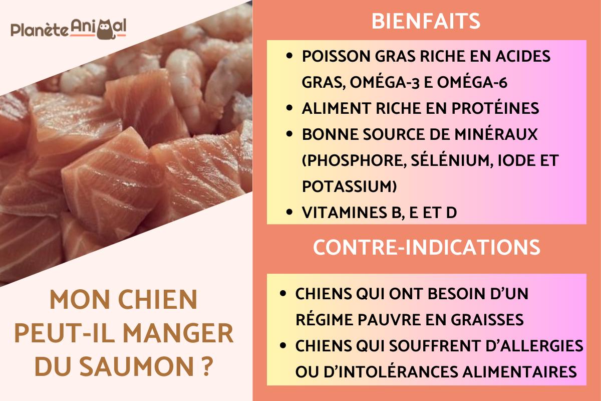 Mon chien peut-il manger du saumon ?