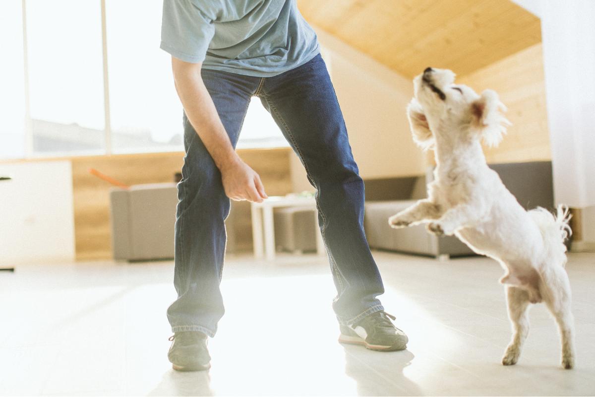 Pourquoi mon chien me saute dessus et me mordille ?