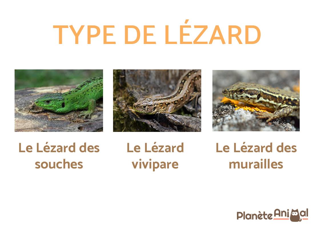 QUE MANGE un LÉZARD ? NOURRITURE du LÉZARD