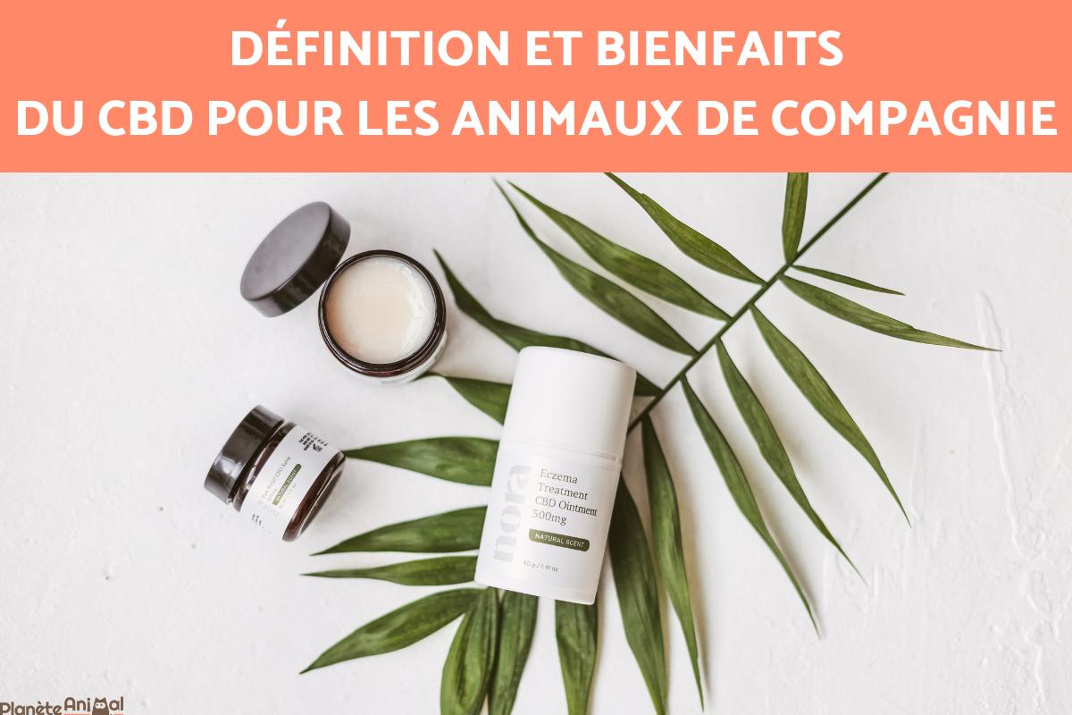 Qu'est-ce que l'huile de CBD et comment profite-t-elle à vos animaux de compagnie ?