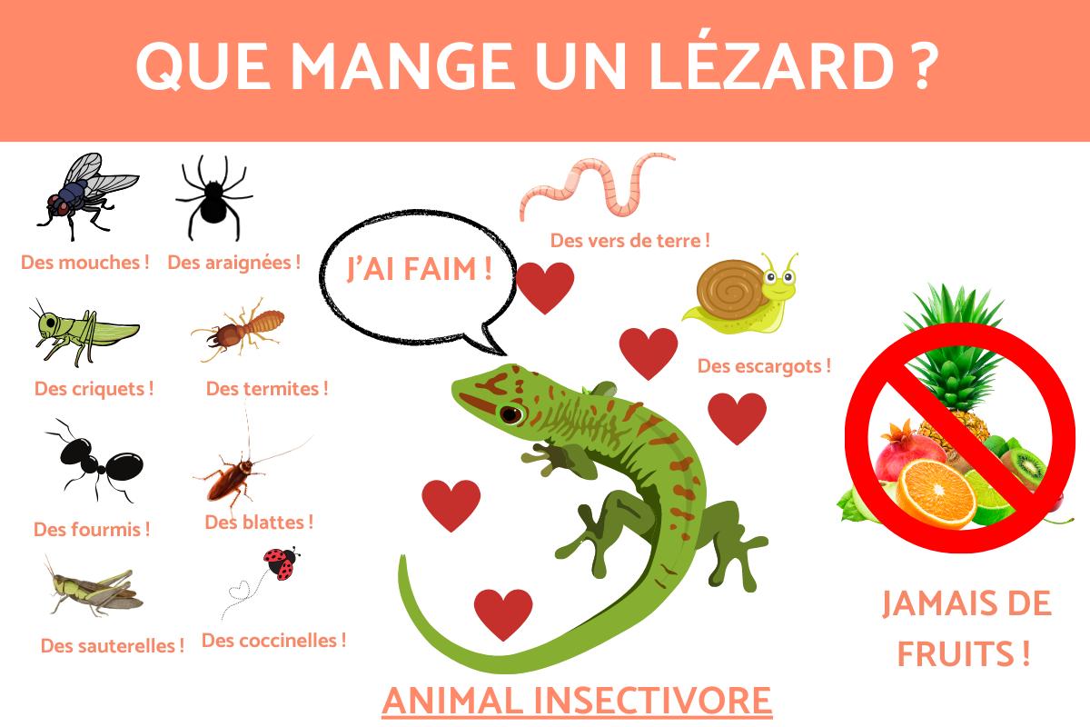 QUE MANGE un LÉZARD ? NOURRITURE du LÉZARD
