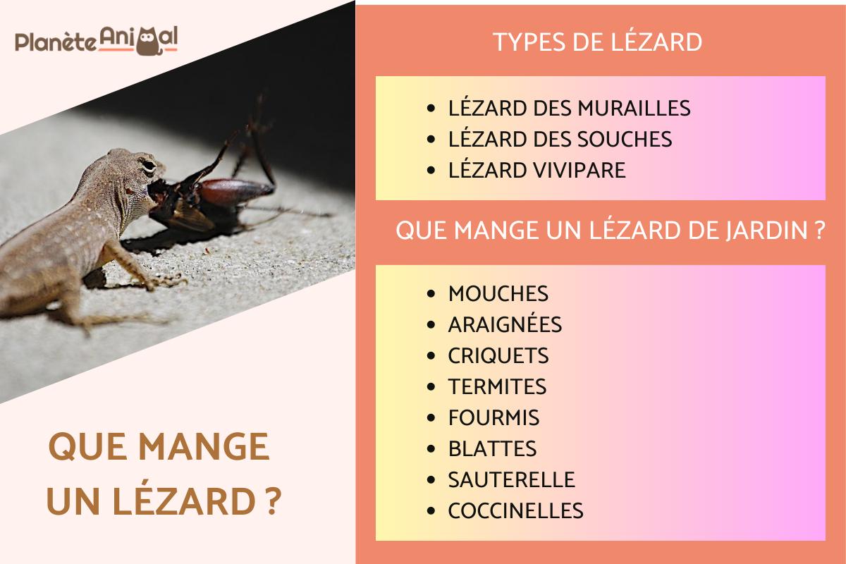 QUE MANGE un LÉZARD ? NOURRITURE du LÉZARD