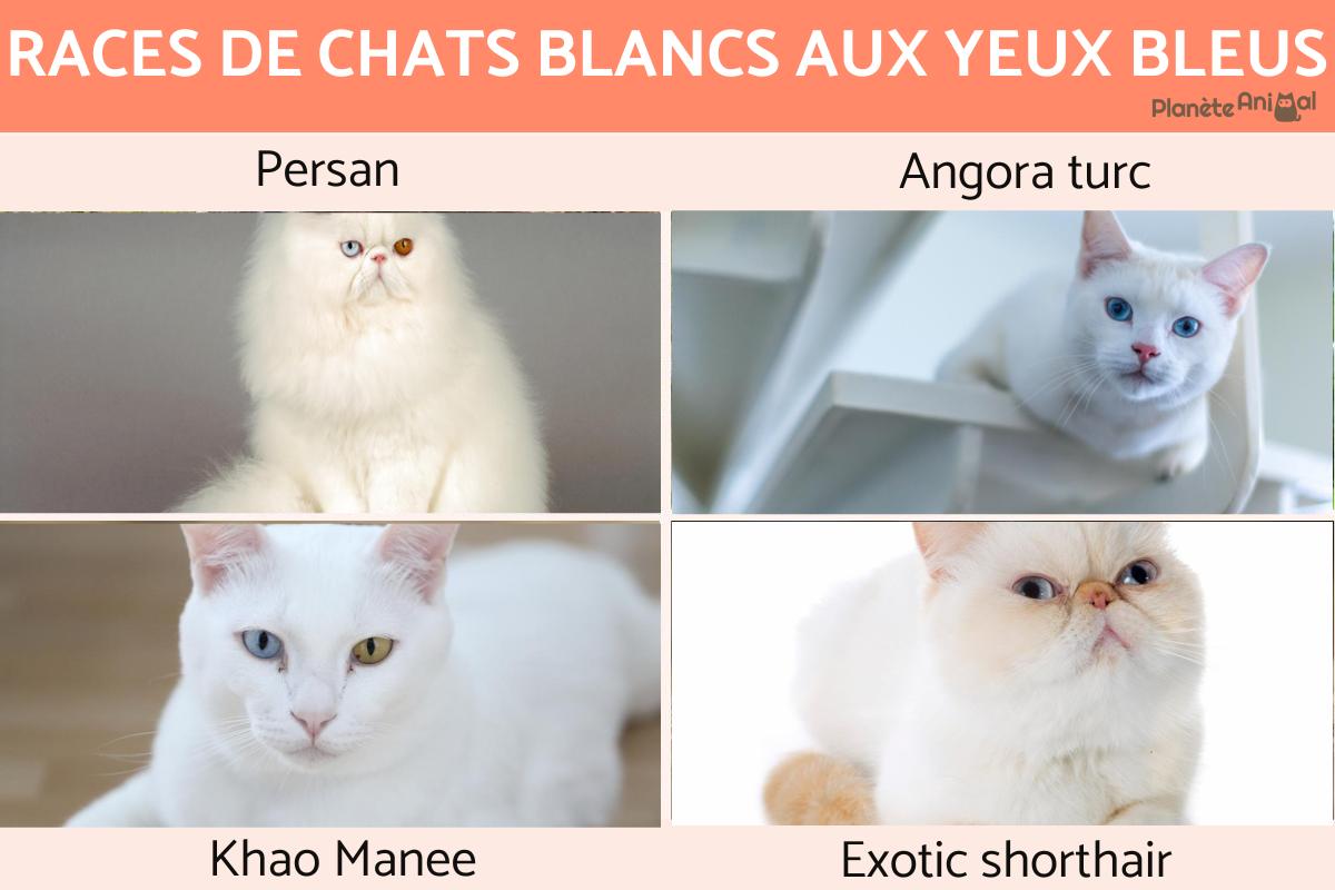 Races de chats blancs aux yeux bleus