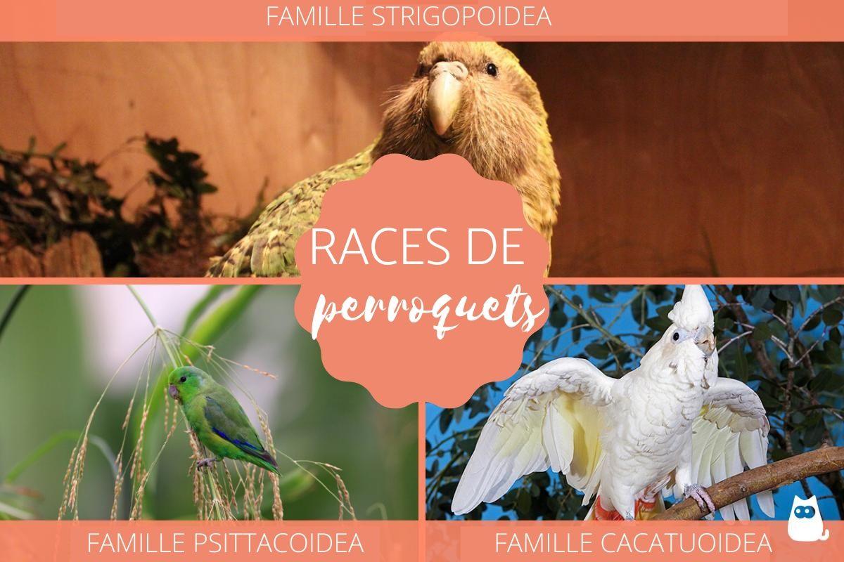 Races de perroquets - Caractéristiques, noms et photos