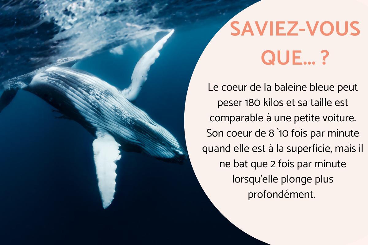 Informations sur la baleine bleue