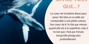 Informations sur la baleine bleue