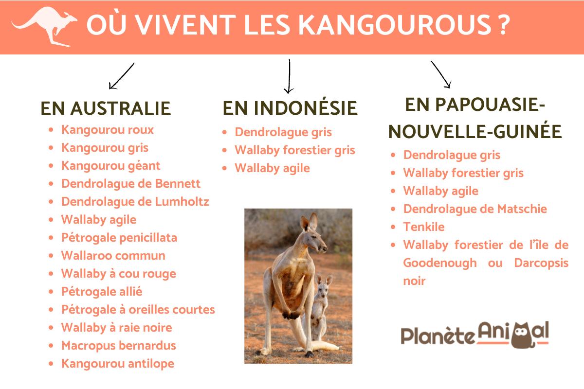 Où vivent les kangourous ?