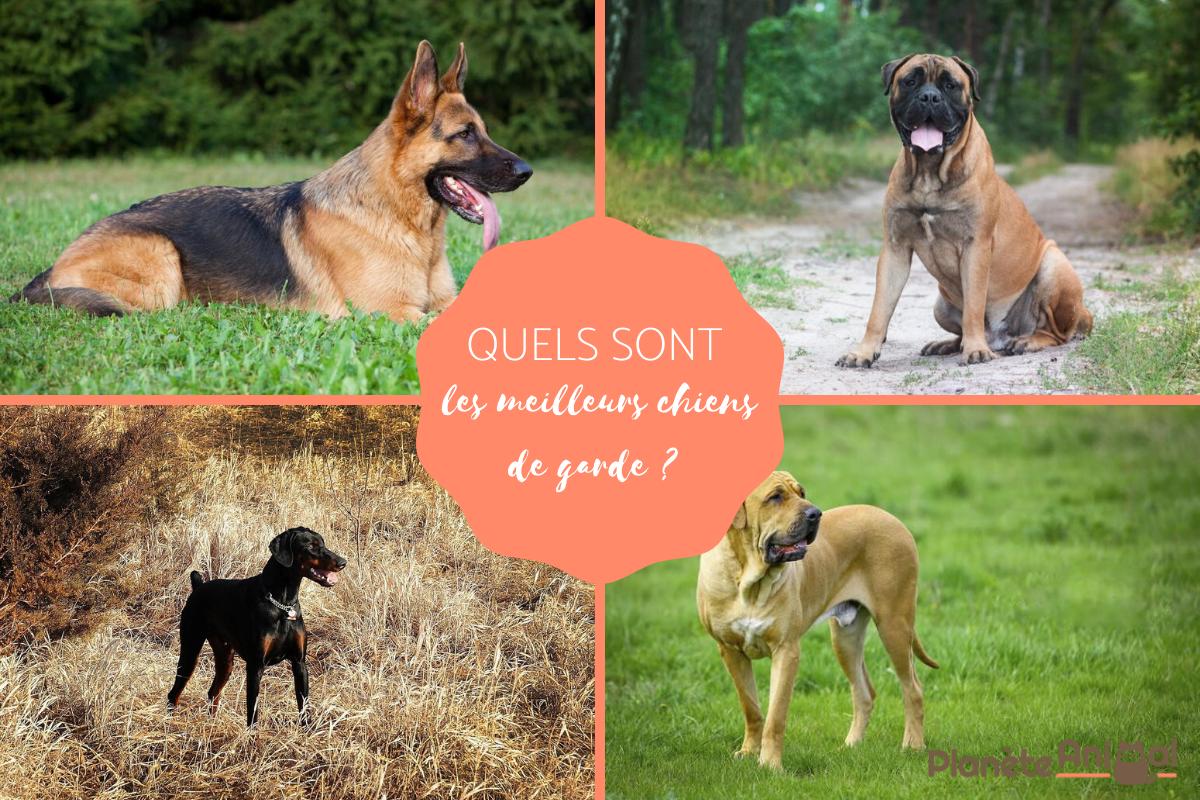Quels sont les meilleurs chiens de garde ?