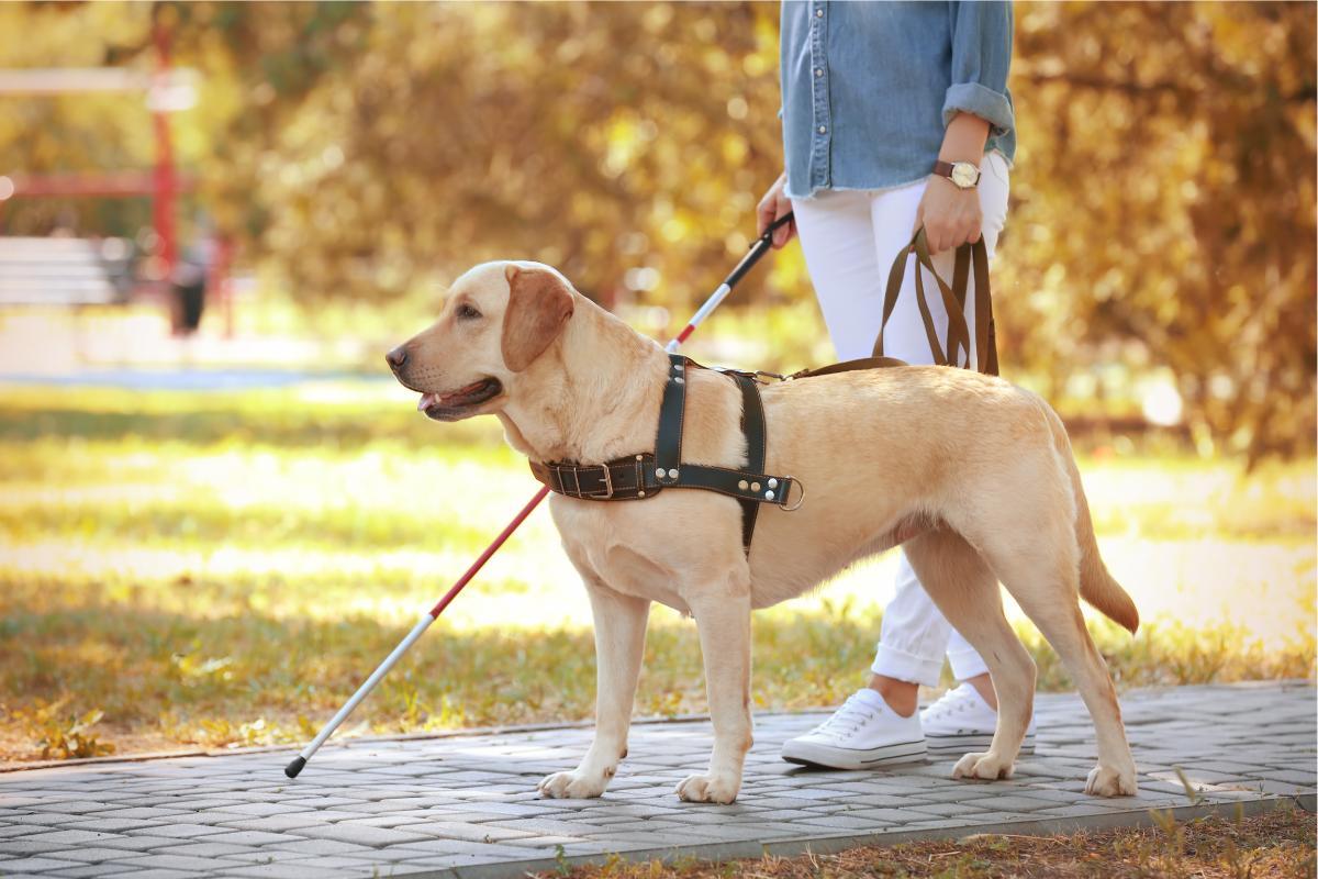 Chien guide d'aveugle - Race, formation et adoption