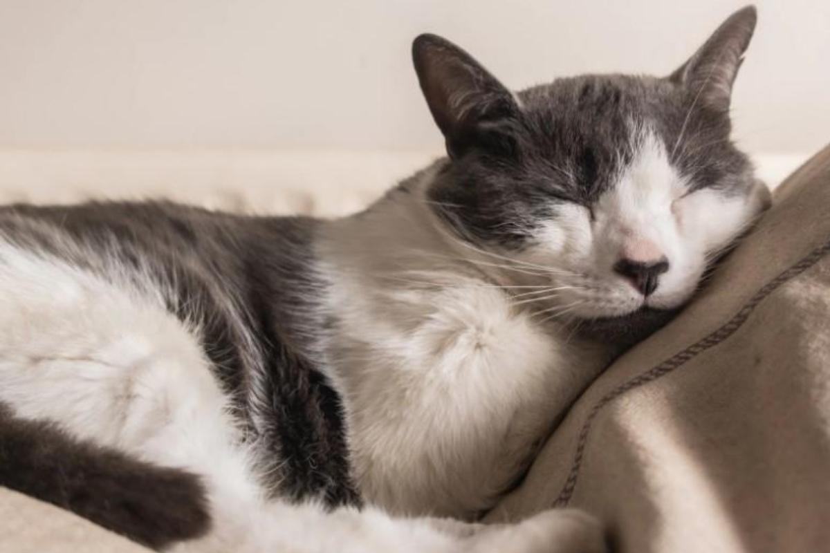 Pourquoi les chats dorment autant ?