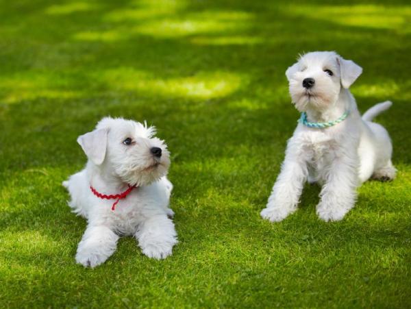 Types de schnauzer : mini, moyen, géant - Schnauzer blanc