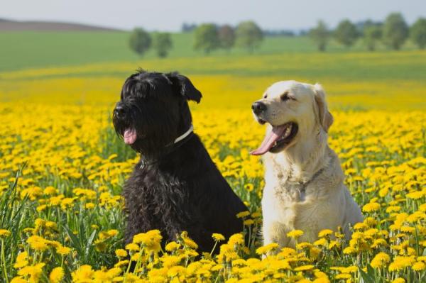 Types de schnauzer : mini, moyen, géant - Schnauzer géant