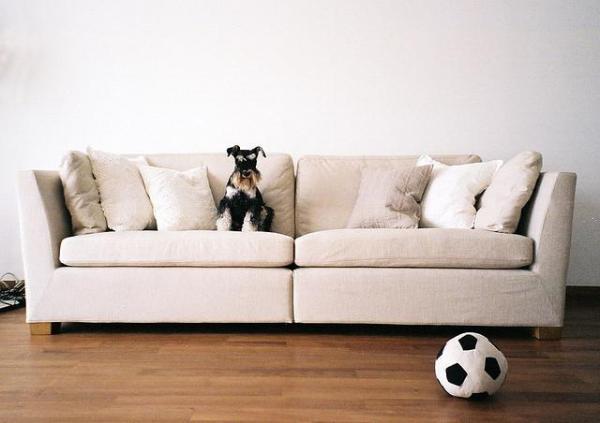 Types de schnauzer : mini, moyen, géant - Schnauzer miniature ou Schnauzer nain