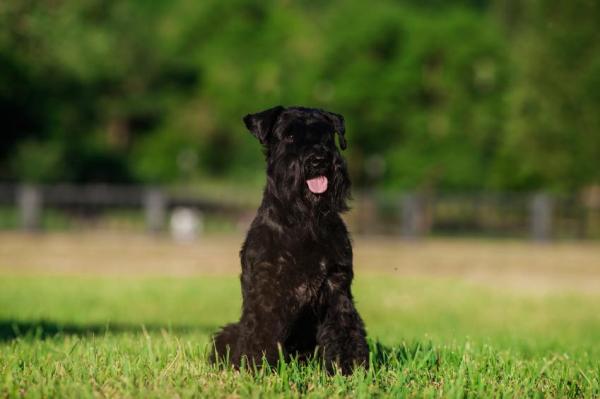 Types de schnauzer : mini, moyen, géant - Schnauzer standard