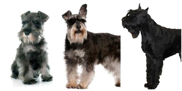 Types de schnauzer : mini, moyen, géant