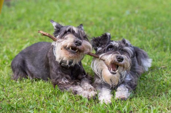 Types de schnauzer : mini, moyen, géant -