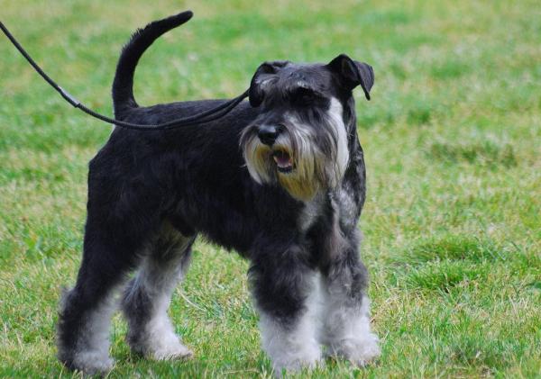 Types de schnauzer : mini, moyen, géant -