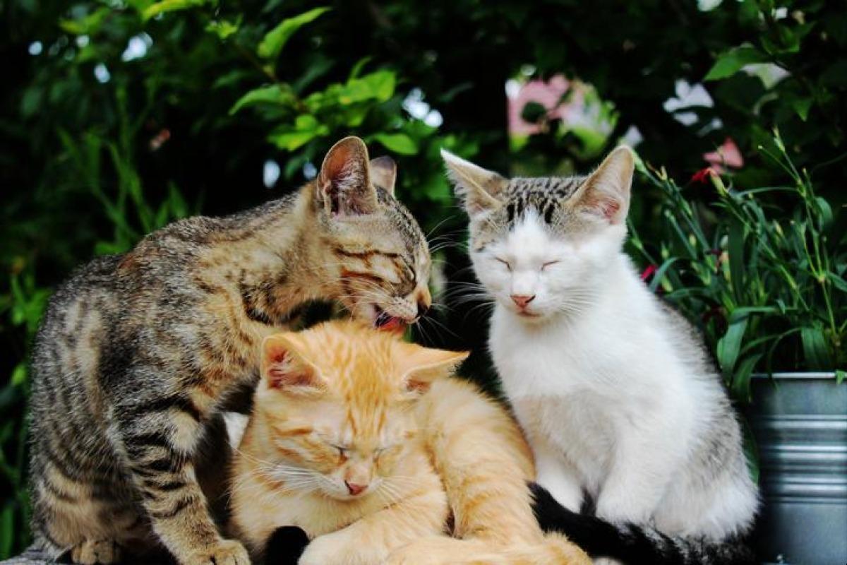 Comment accueillir un nouveau chat ?