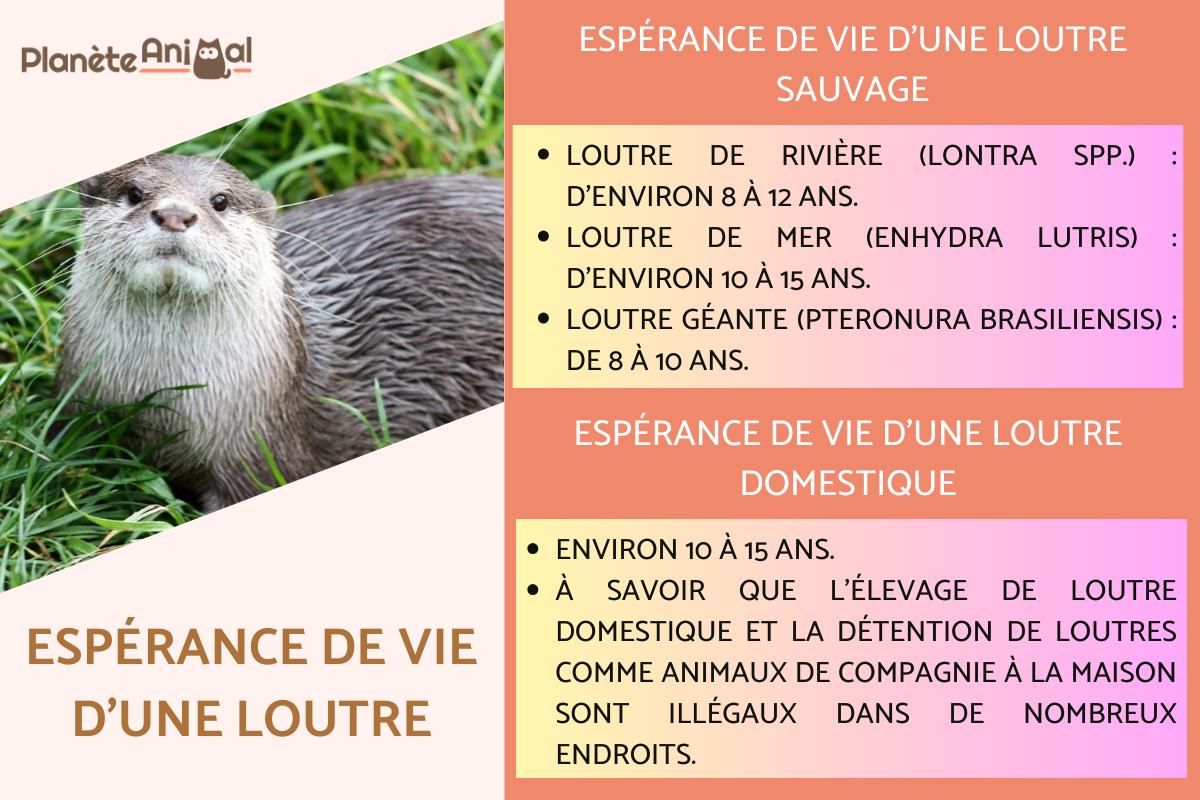 Espérance de vie d'une loutre