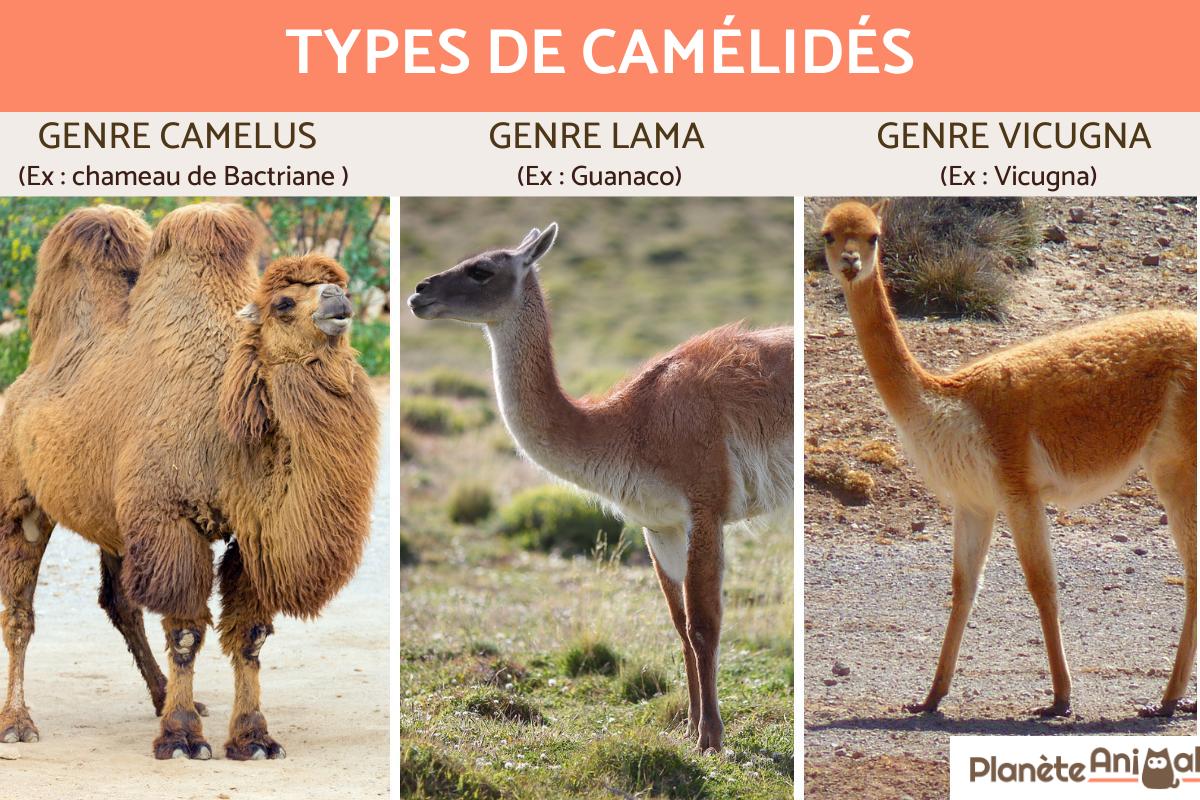 Camélidés - Types, caractéristiques et habitats
