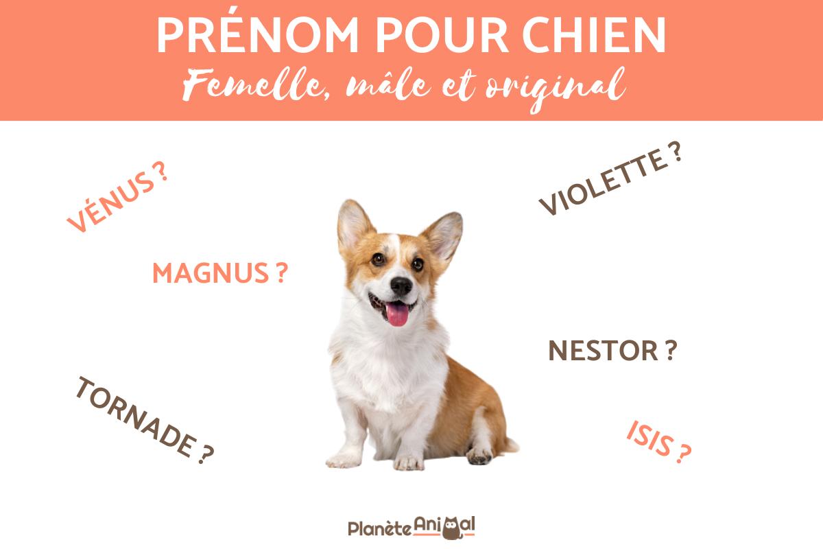 Prénom pour chien - Femelle, mâle et original