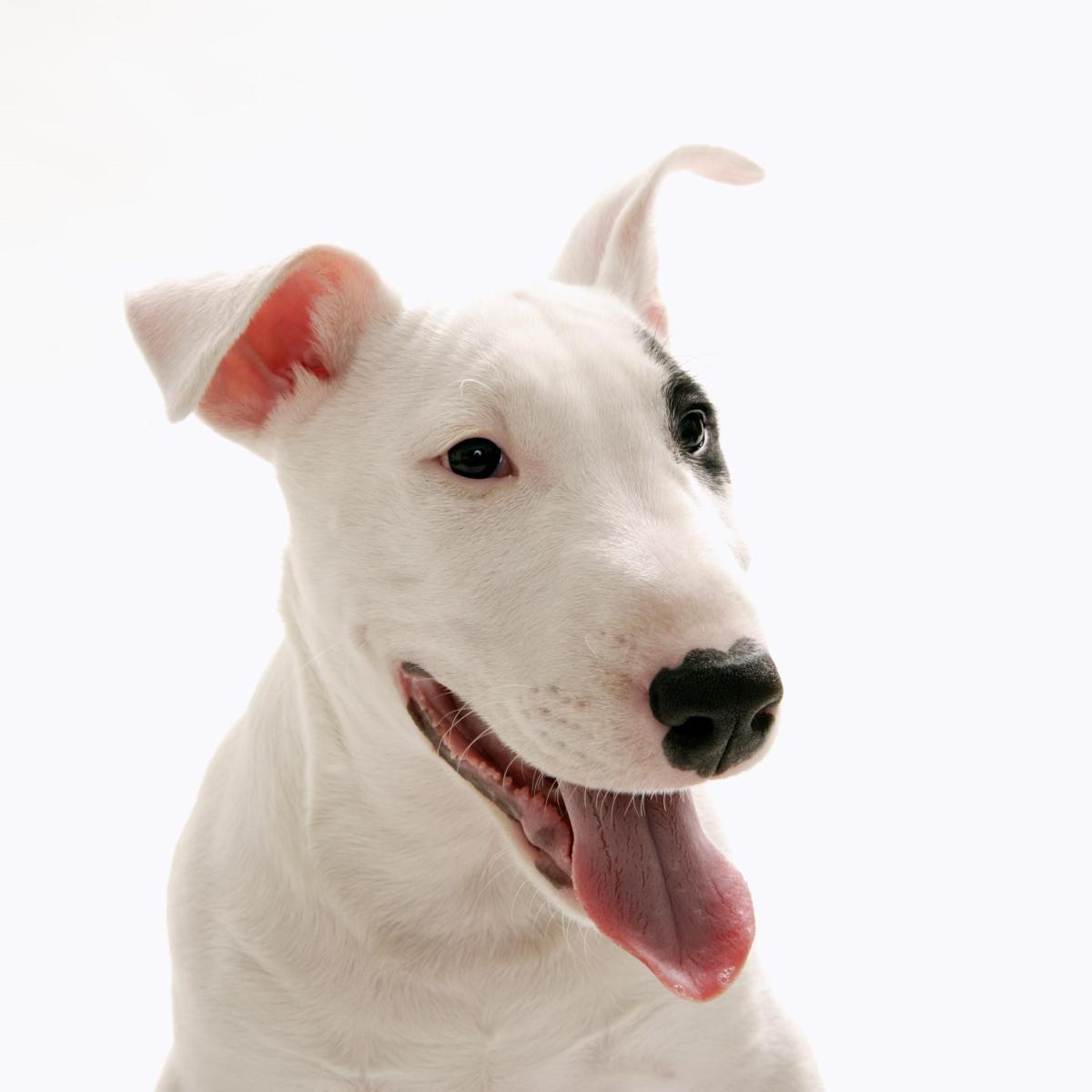 Noms pour chiens bull terrier