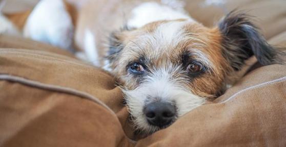 Pourquoi mon chien n'aboie pas ?