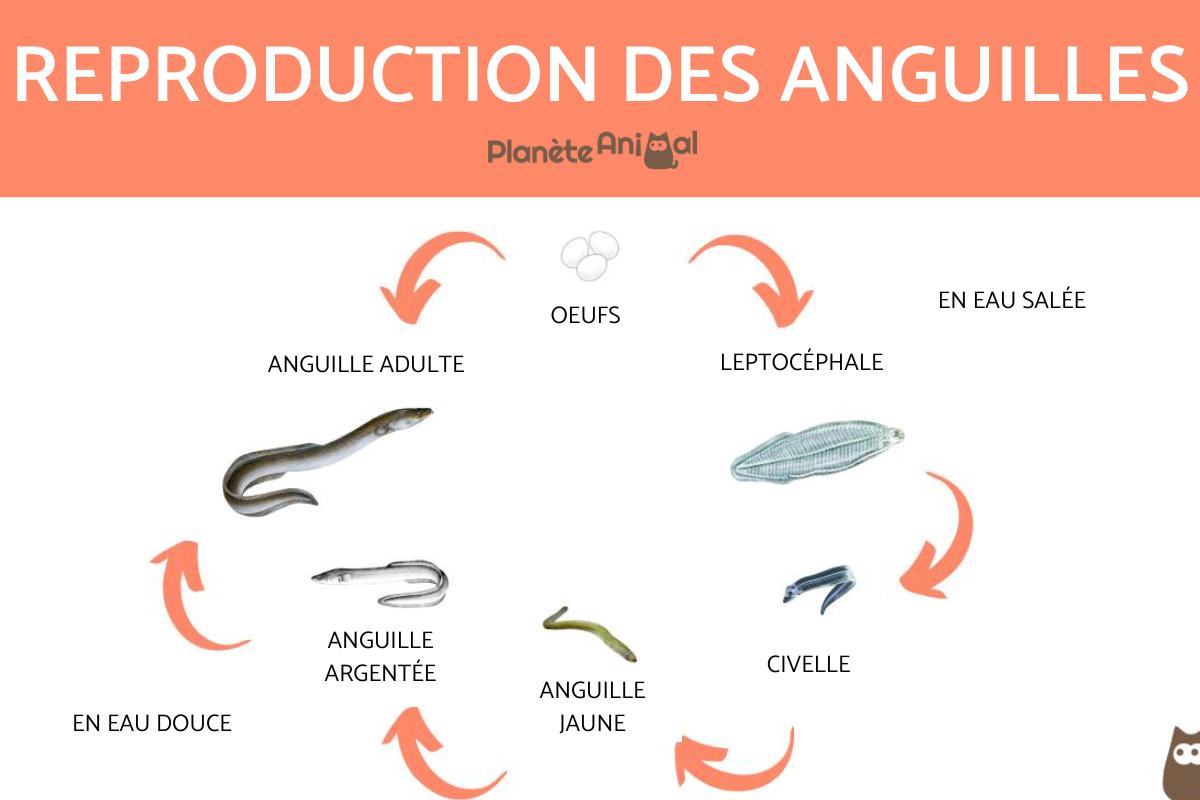 Reproduction des anguilles