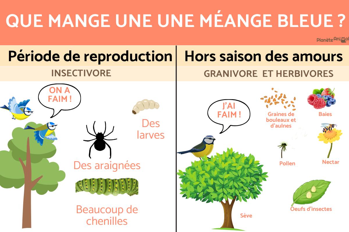 Que mange une mésange bleue ?