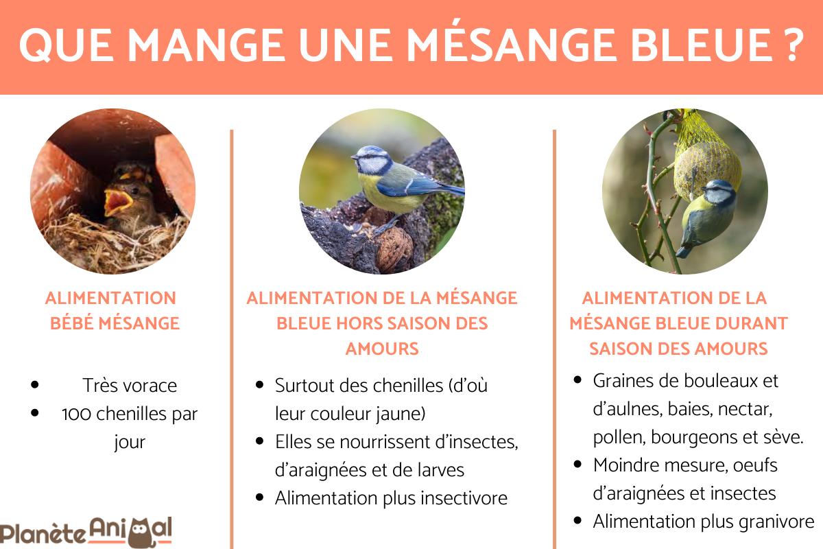 Que MANGE une MÉSANGE BLEUE — free download