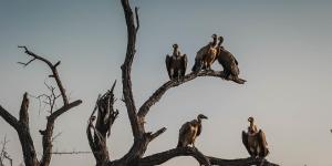 Quels sont les animaux charognards - Exemples et définition