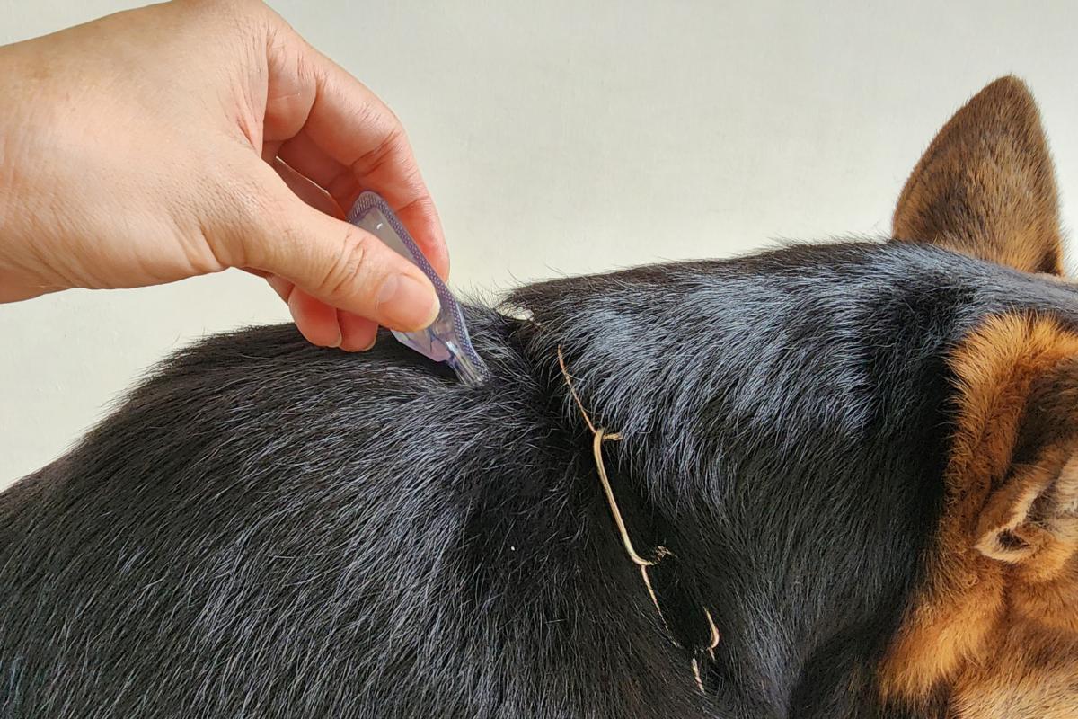 Œufs de puces sur un chien