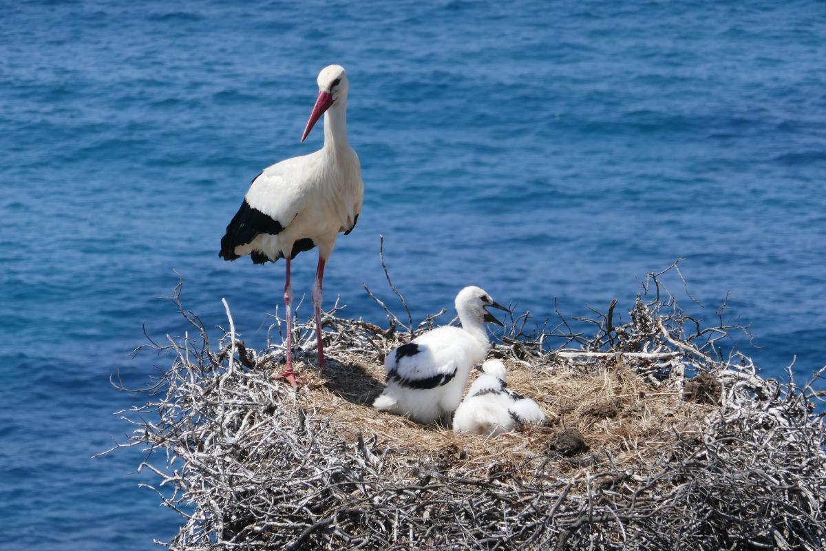 Nid de cigogne : poids et caractéristiques